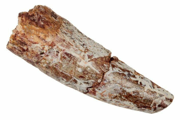 Fossil Phytosaur Tooth - New Mexico #192586